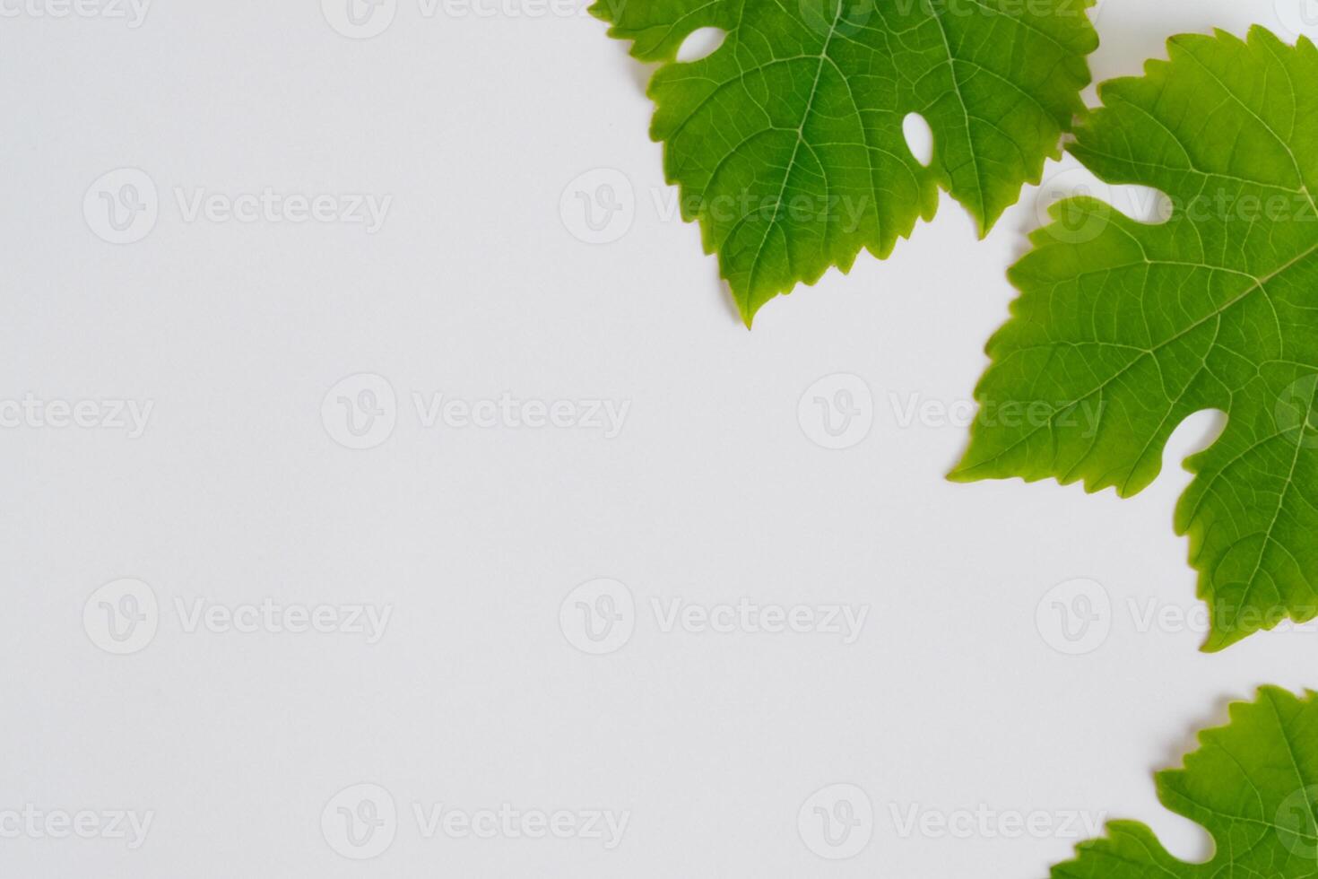 Leafy Elegance Grape Leaves Adorn White Paper Mockup, A Delicate Fusion of Nature's Charm on Display photo