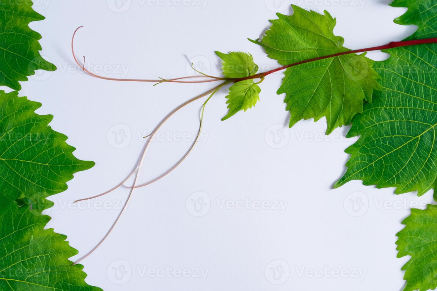 Leafy Elegance Grape Leaves Adorn White Paper Mockup, A Delicate Fusion of Nature's Charm on Display photo