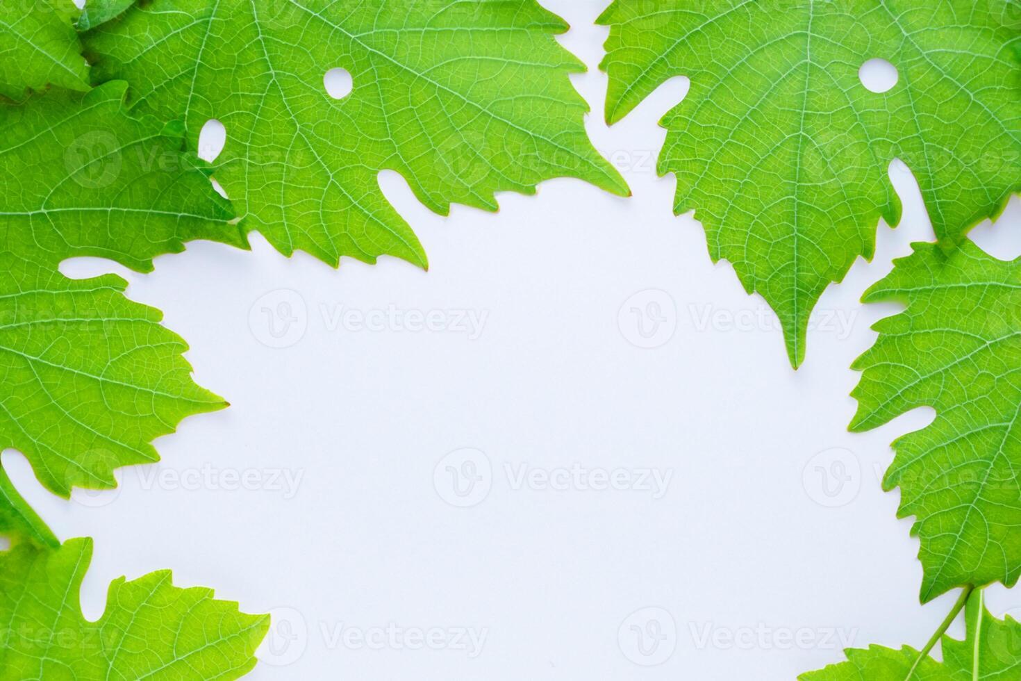 frondoso elegancia uva hojas adornar blanco papel Bosquejo, un delicado fusión de de la naturaleza encanto en monitor foto