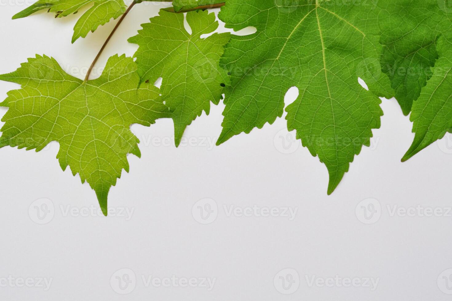 Leafy Elegance Grape Leaves Adorn White Paper Mockup, A Delicate Fusion of Nature's Charm on Display photo