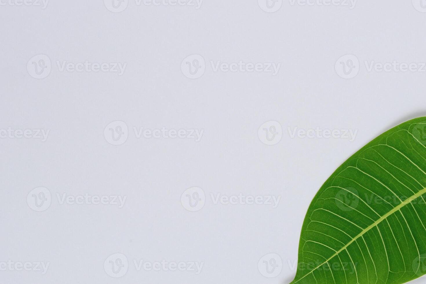 Whimsical Elegance Beautiful Leaves Grace White Paper Mockup, A Serene Fusion of Nature and Simplicity photo