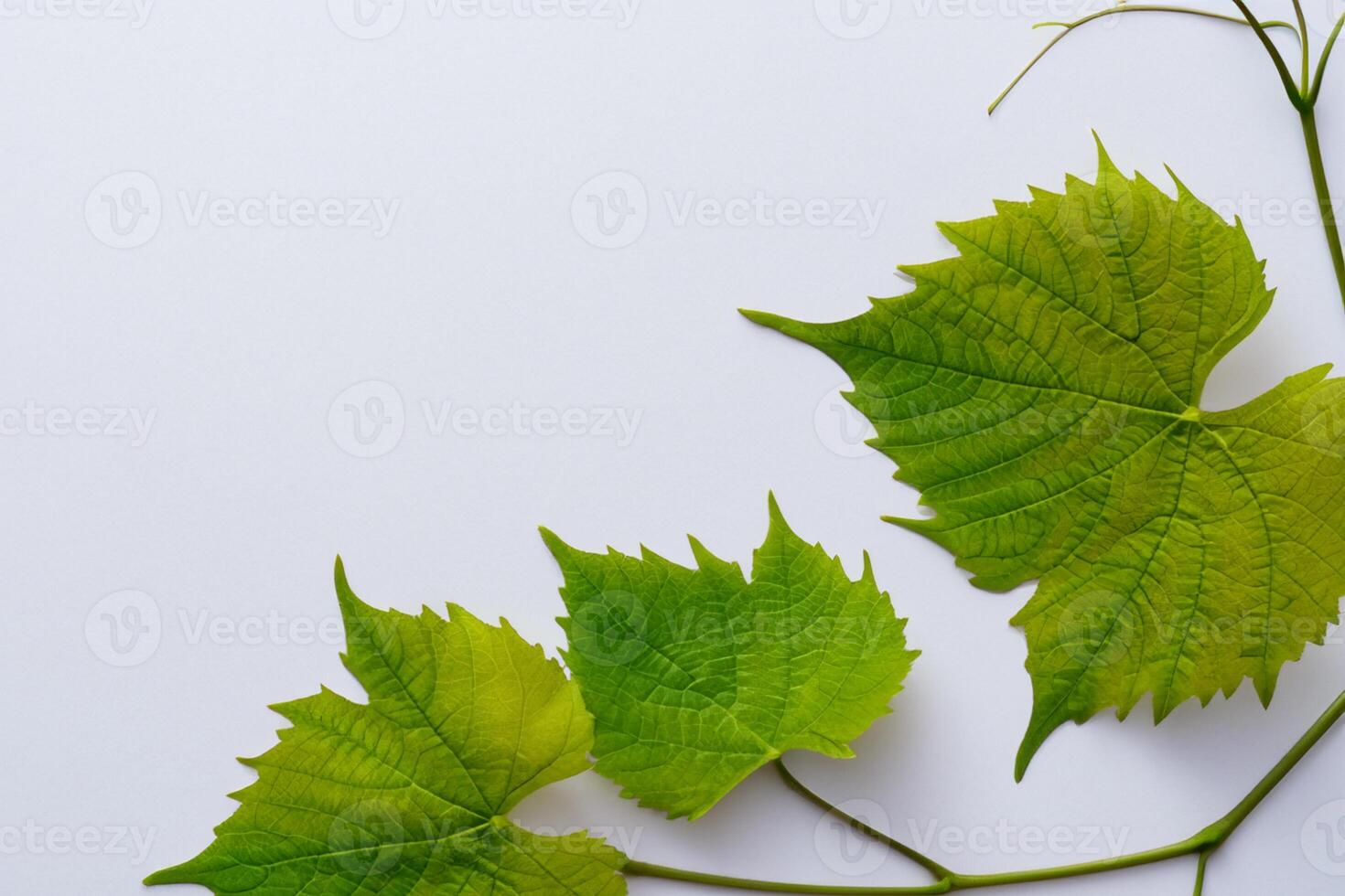 Whimsical Elegance Beautiful Leaves Grace White Paper Mockup, A Serene Fusion of Nature and Simplicity photo