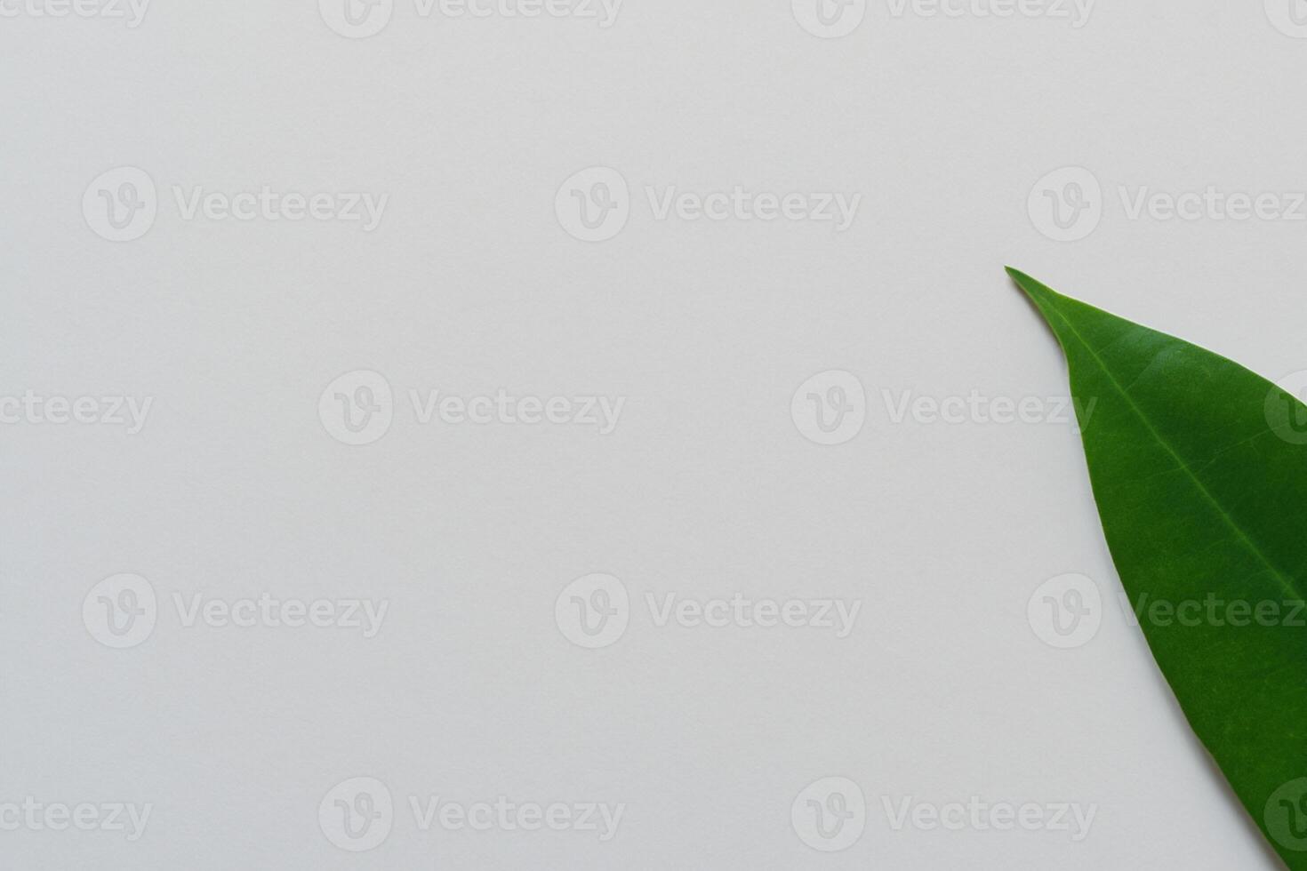 Whimsical Elegance Beautiful Leaves Grace White Paper Mockup, A Serene Fusion of Nature and Simplicity photo