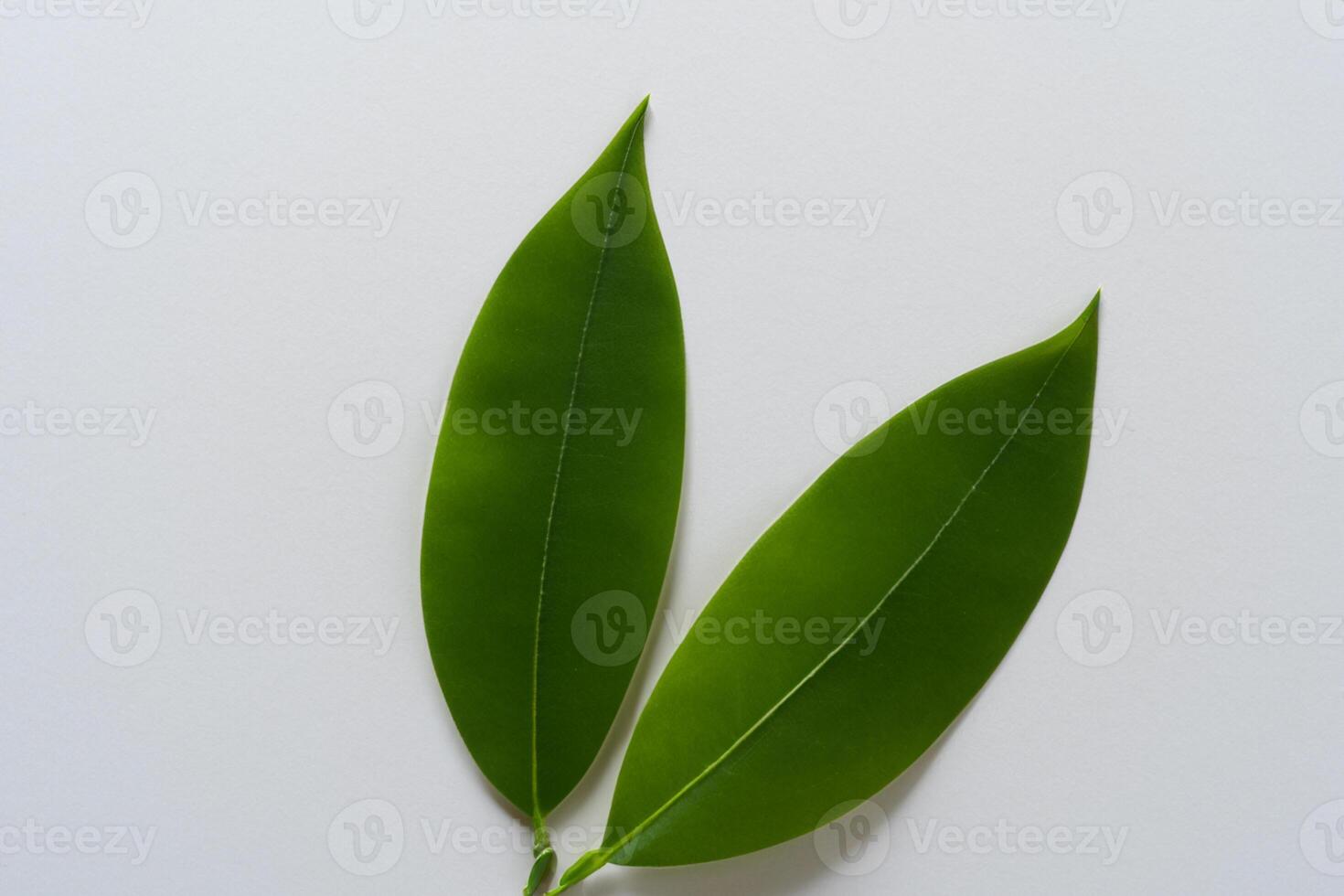 Whimsical Elegance Beautiful Leaves Grace White Paper Mockup, A Serene Fusion of Nature and Simplicity photo