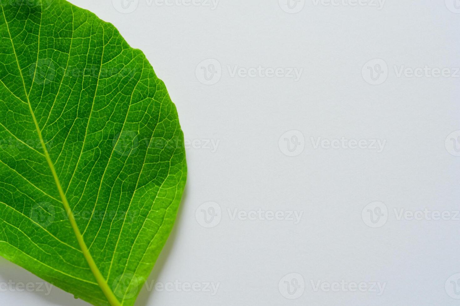 Whimsical Elegance Beautiful Leaves Grace White Paper Mockup, A Serene Fusion of Nature and Simplicity photo