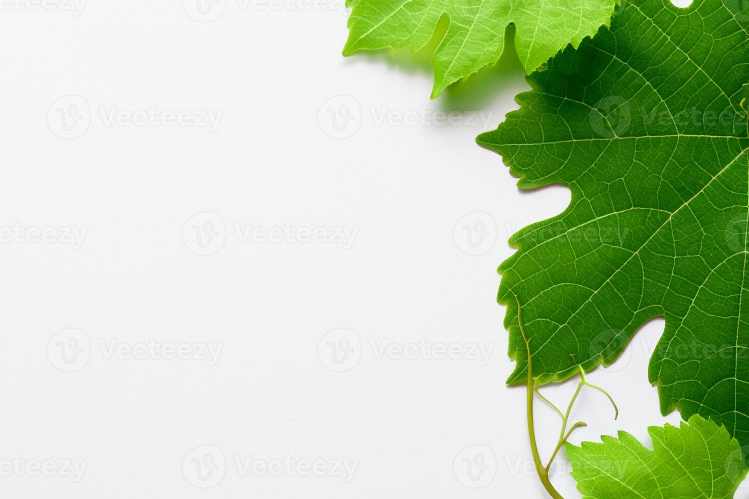 Leafy Elegance Grape Leaves Adorn White Paper Mockup, A Delicate Fusion of Nature's Charm on Display photo