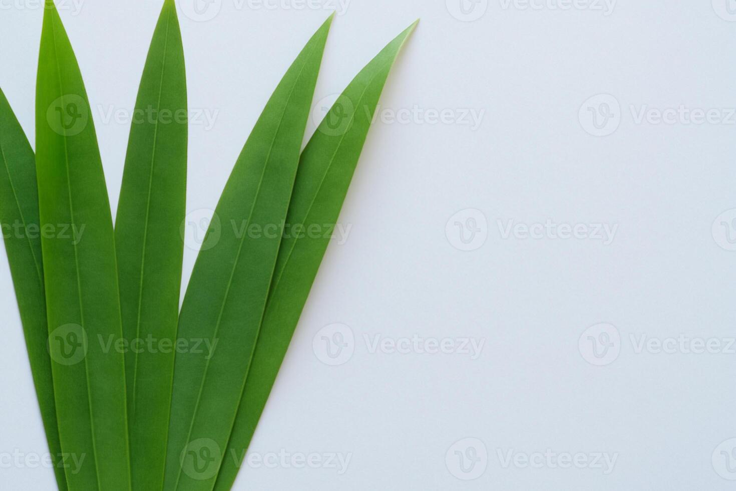 Pandan Leaf Rests on White Paper, A Blend of Nature's Freshness on a Clean Canvas photo