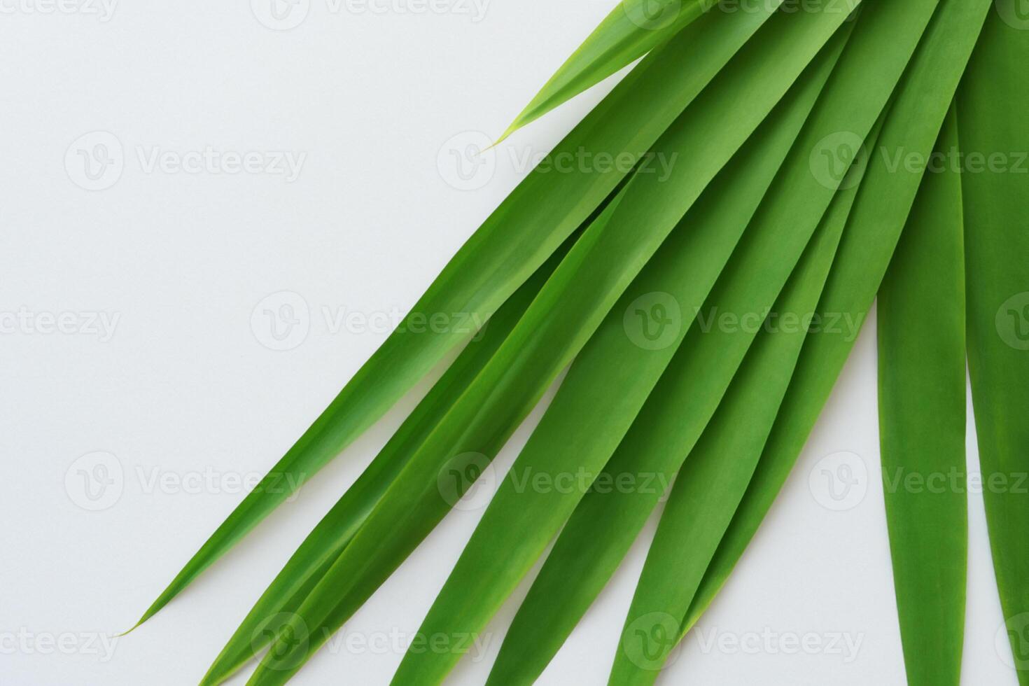 Pandan Leaf Rests on White Paper, A Blend of Nature's Freshness on a Clean Canvas photo