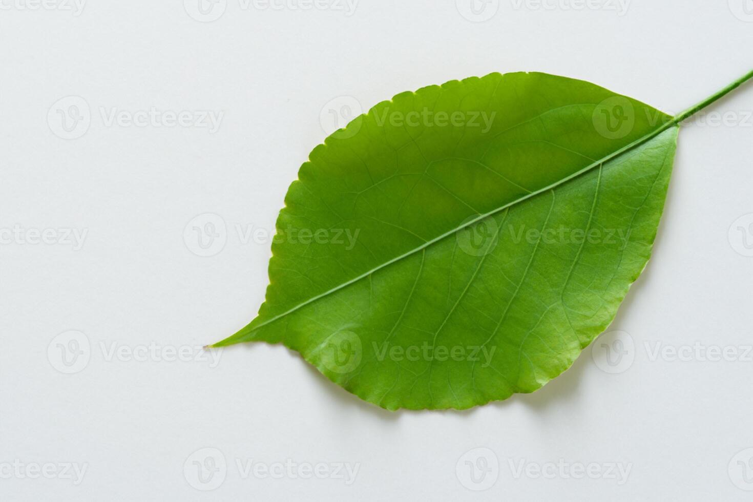 caprichoso elegancia hermosa hojas gracia blanco papel Bosquejo, un sereno fusión de naturaleza y sencillez foto