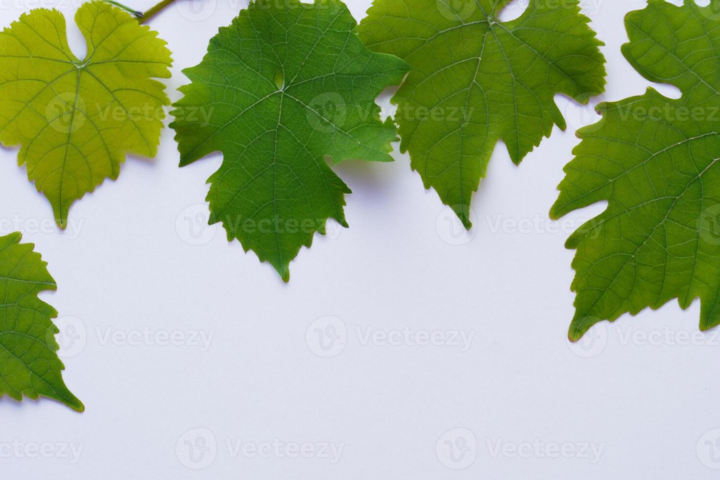 Whimsical Elegance Beautiful Leaves Grace White Paper Mockup, A Serene Fusion of Nature and Simplicity photo