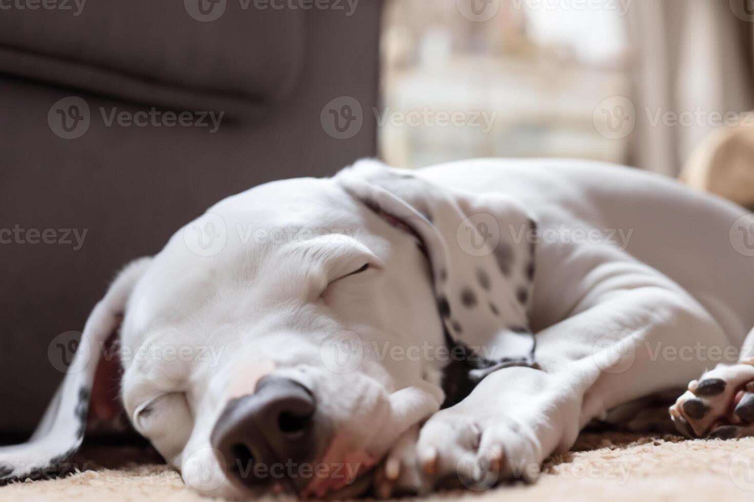 The Beauty of a Sleeping Dalmatian, A Picture of Serenity and Peaceful Slumber Amidst Spots of Beauty photo