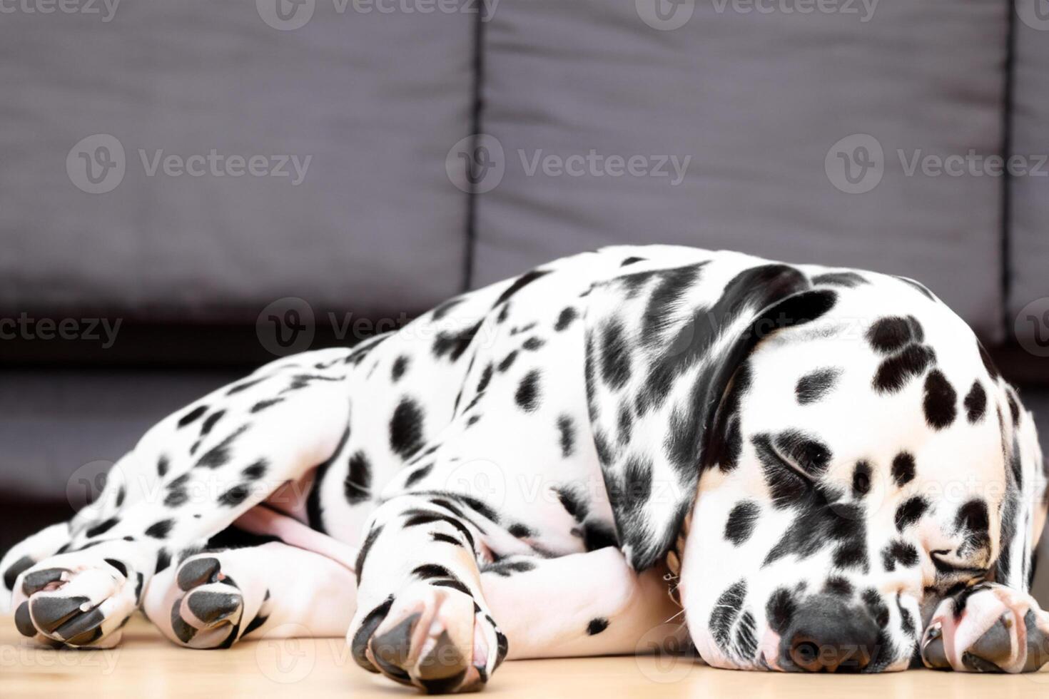 The Beauty of a Sleeping Dalmatian, A Picture of Serenity and Peaceful Slumber Amidst Spots of Beauty photo