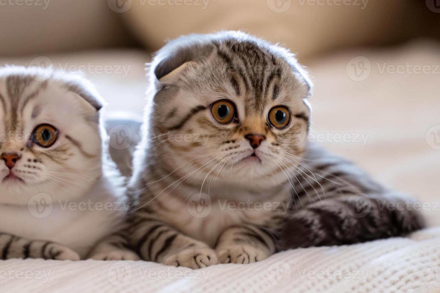 Twin Whiskered Elegance Capturing the Beauty of Beautiful Twin Whiskered Scottish Fold Expression, A Portrait of Feline Grace and Charm photo