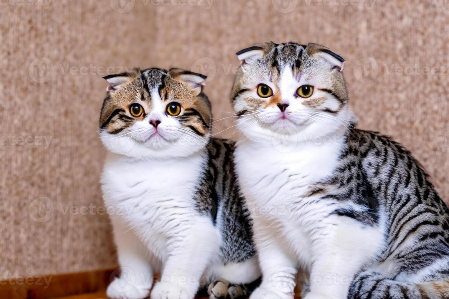 Twin Whiskered Elegance Capturing the Beauty of Beautiful Twin Whiskered Scottish Fold Expression, A Portrait of Feline Grace and Charm photo