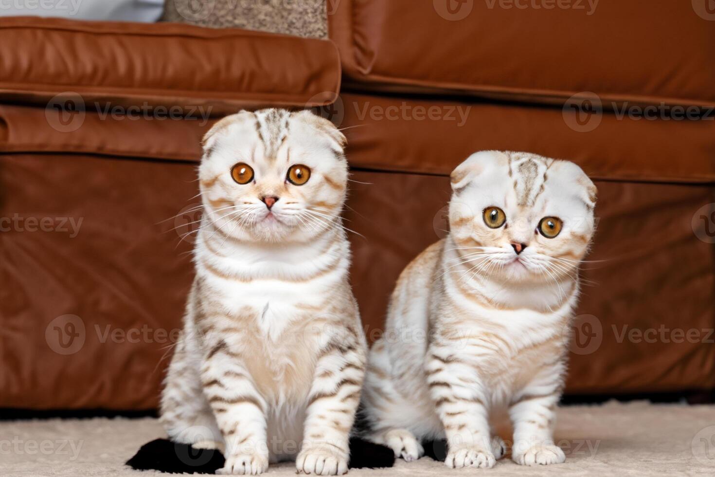 Twin Whiskered Elegance Capturing the Beauty of Beautiful Twin Whiskered Scottish Fold Expression, A Portrait of Feline Grace and Charm photo