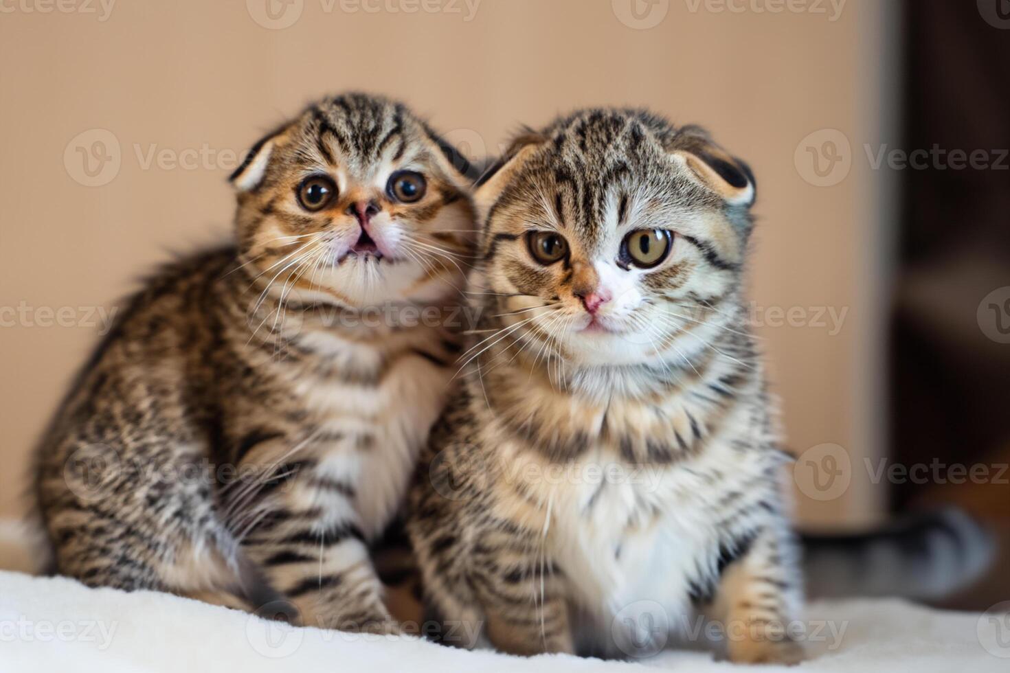 Twin Whiskered Elegance Capturing the Beauty of Beautiful Twin Whiskered Scottish Fold Expression, A Portrait of Feline Grace and Charm photo