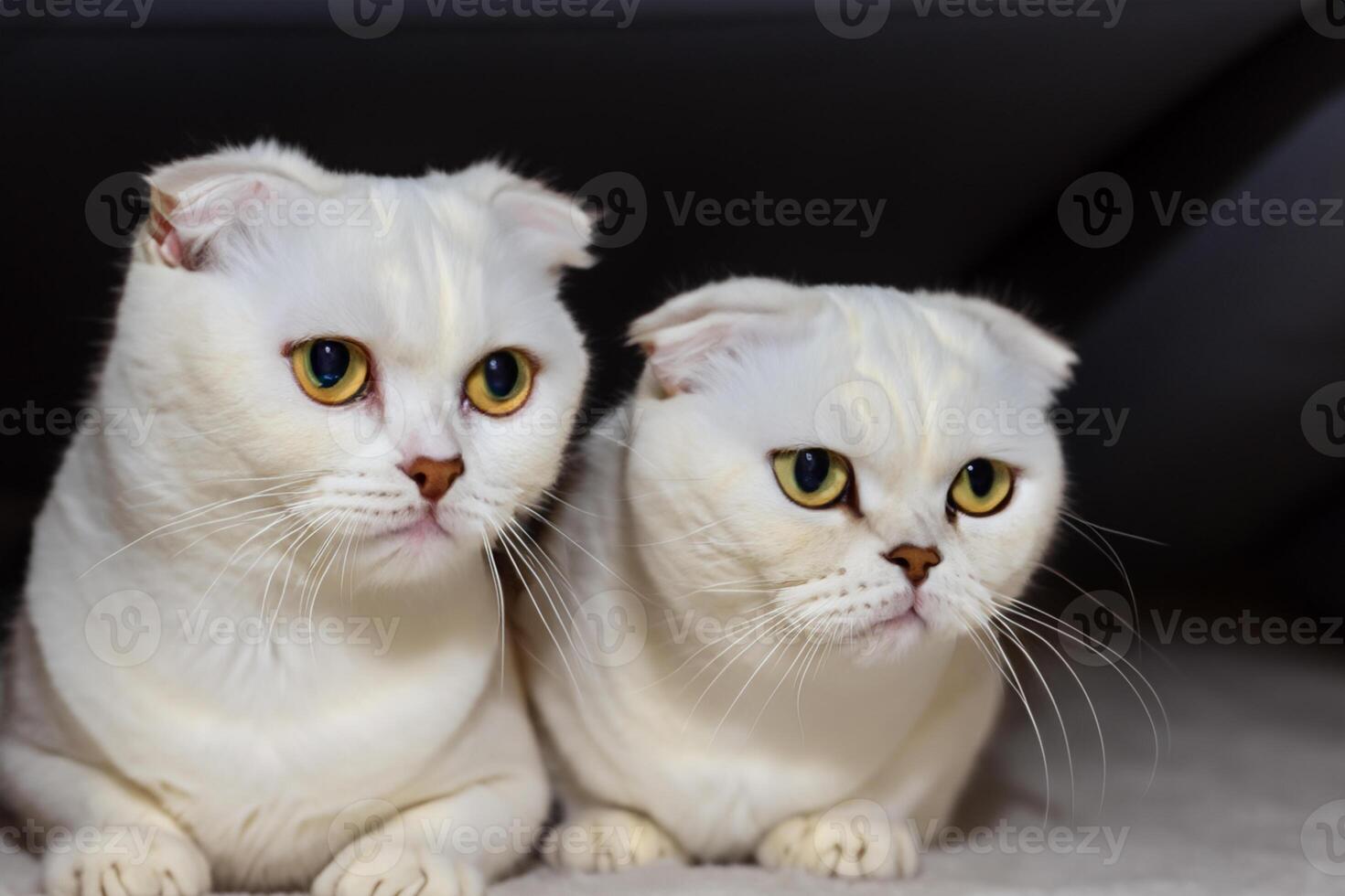 Twin Whiskered Elegance Capturing the Beauty of Beautiful Twin Whiskered Scottish Fold Expression, A Portrait of Feline Grace and Charm photo
