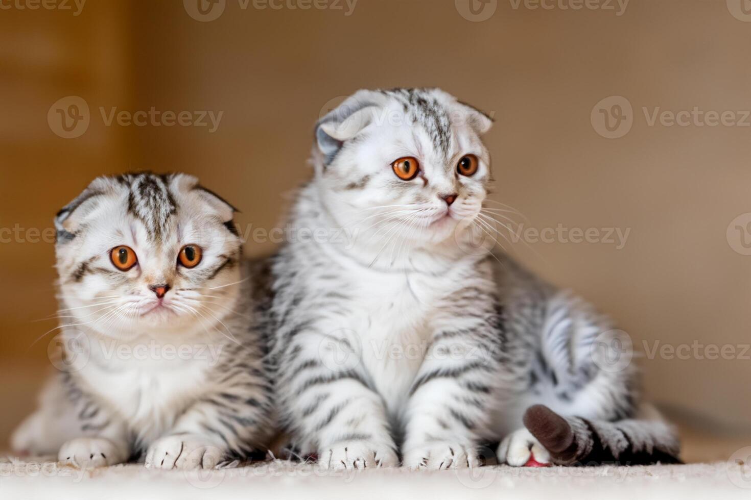 Twin Whiskered Elegance Capturing the Beauty of Beautiful Twin Whiskered Scottish Fold Expression, A Portrait of Feline Grace and Charm photo