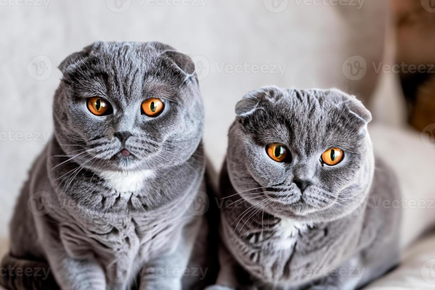 Twin Whiskered Elegance Capturing the Beauty of Beautiful Twin Whiskered Scottish Fold Expression, A Portrait of Feline Grace and Charm photo