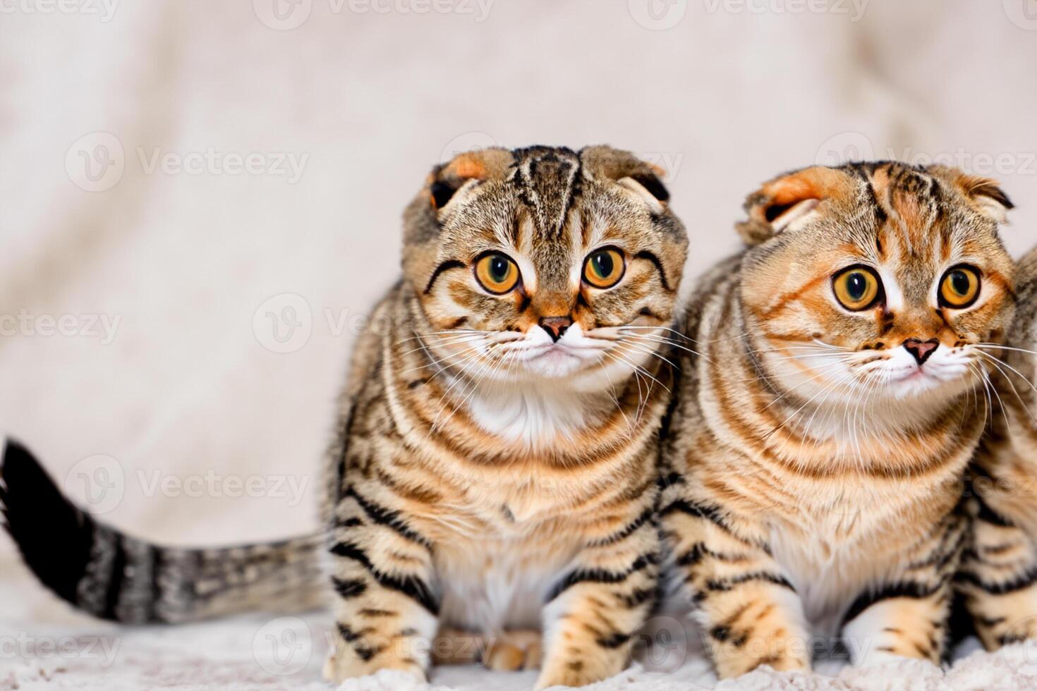 Twin Whiskered Elegance Capturing the Beauty of Beautiful Twin Whiskered Scottish Fold Expression, A Portrait of Feline Grace and Charm photo