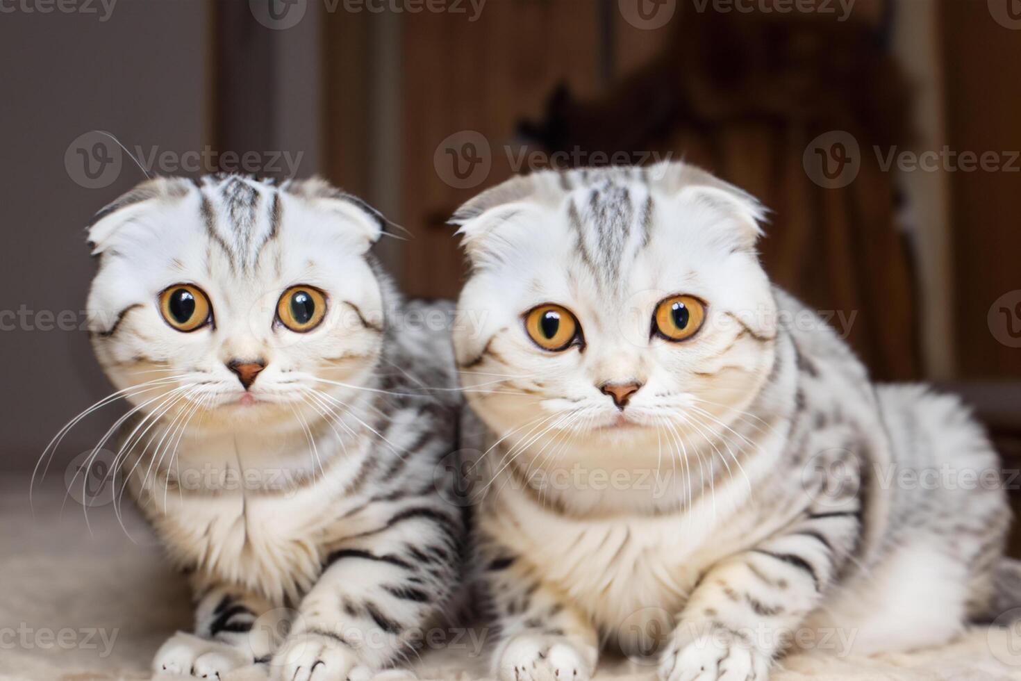 Twin Whiskered Elegance Capturing the Beauty of Beautiful Twin Whiskered Scottish Fold Expression, A Portrait of Feline Grace and Charm photo