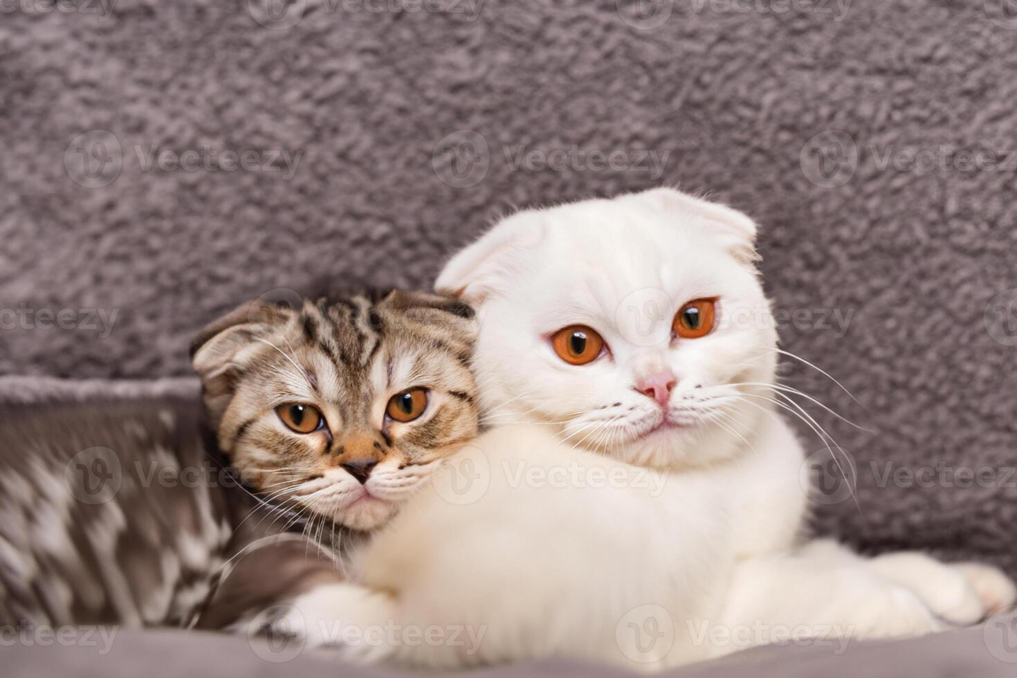 gemelo bigotudo elegancia capturar el belleza de hermosa gemelo bigotudo escocés doblez expresión, un retrato de felino gracia y encanto foto