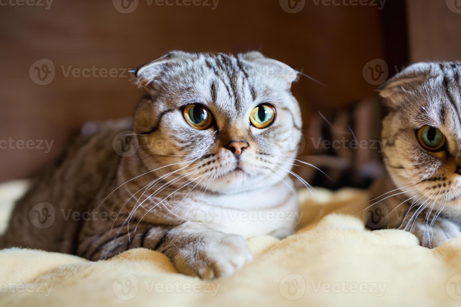 Twin Whiskered Elegance Capturing the Beauty of Beautiful Twin Whiskered Scottish Fold Expression, A Portrait of Feline Grace and Charm photo