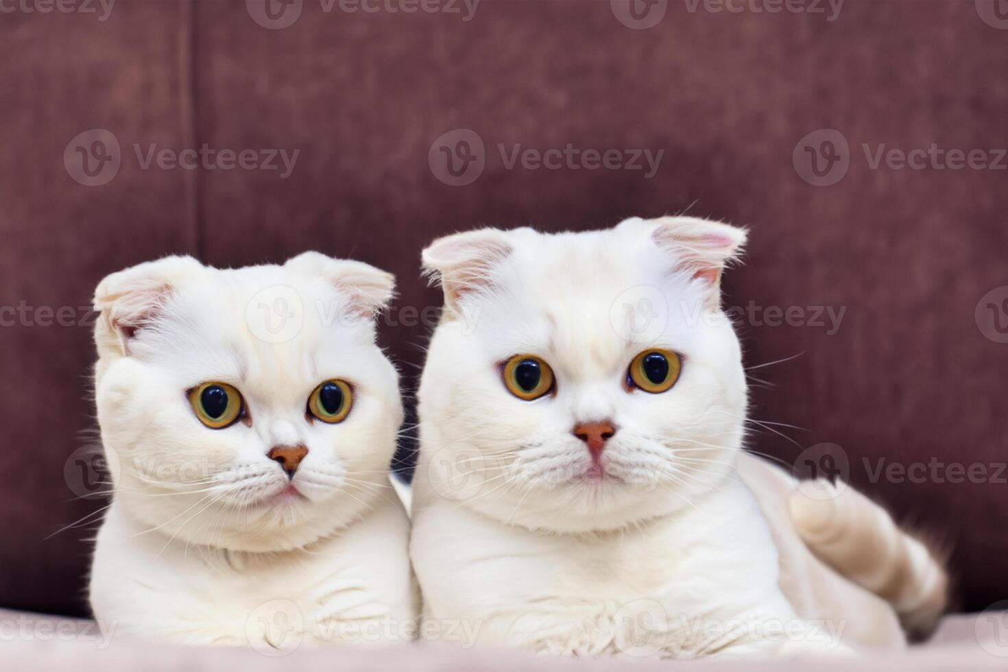 Twin Whiskered Elegance Capturing the Beauty of Beautiful Twin Whiskered Scottish Fold Expression, A Portrait of Feline Grace and Charm photo