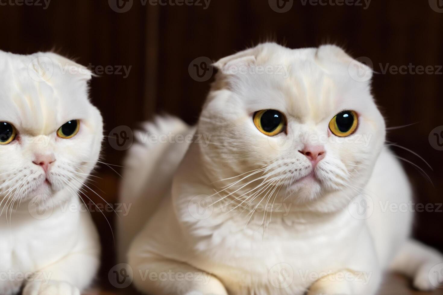 Twin Whiskered Elegance Capturing the Beauty of Beautiful Twin Whiskered Scottish Fold Expression, A Portrait of Feline Grace and Charm photo