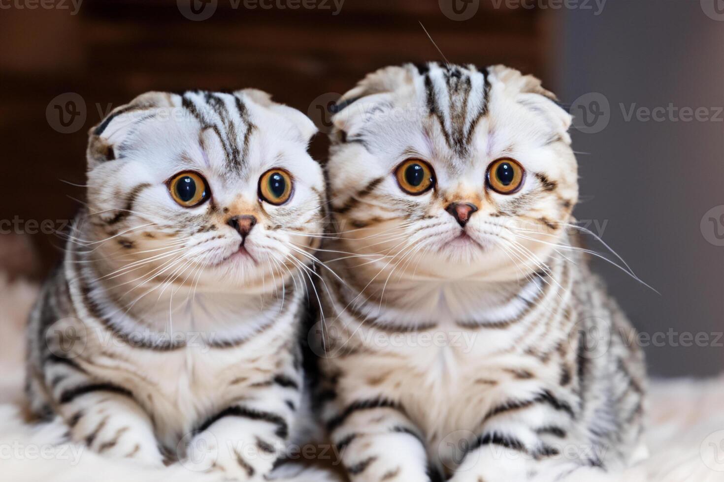 Twin Whiskered Elegance Capturing the Beauty of Beautiful Twin Whiskered Scottish Fold Expression, A Portrait of Feline Grace and Charm photo