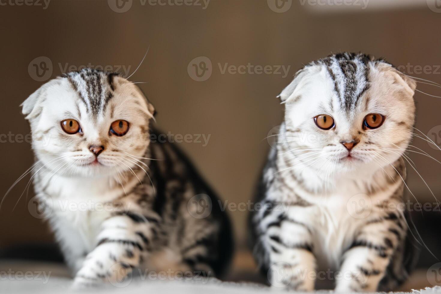 Twin Whiskered Elegance Capturing the Beauty of Beautiful Twin Whiskered Scottish Fold Expression, A Portrait of Feline Grace and Charm photo