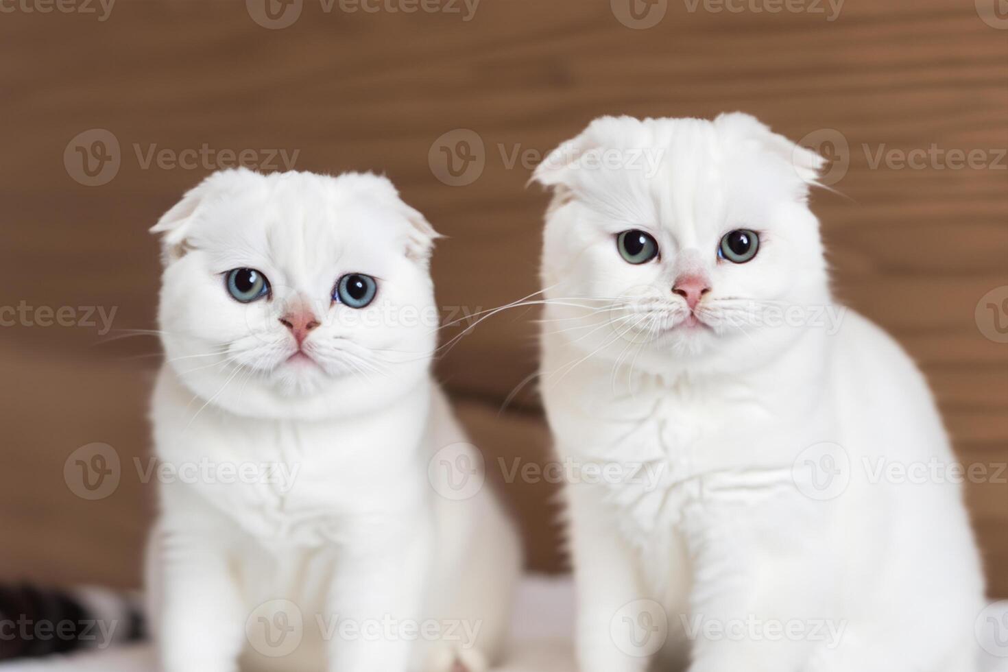Twin Whiskered Elegance Capturing the Beauty of Beautiful Twin Whiskered Scottish Fold Expression, A Portrait of Feline Grace and Charm photo