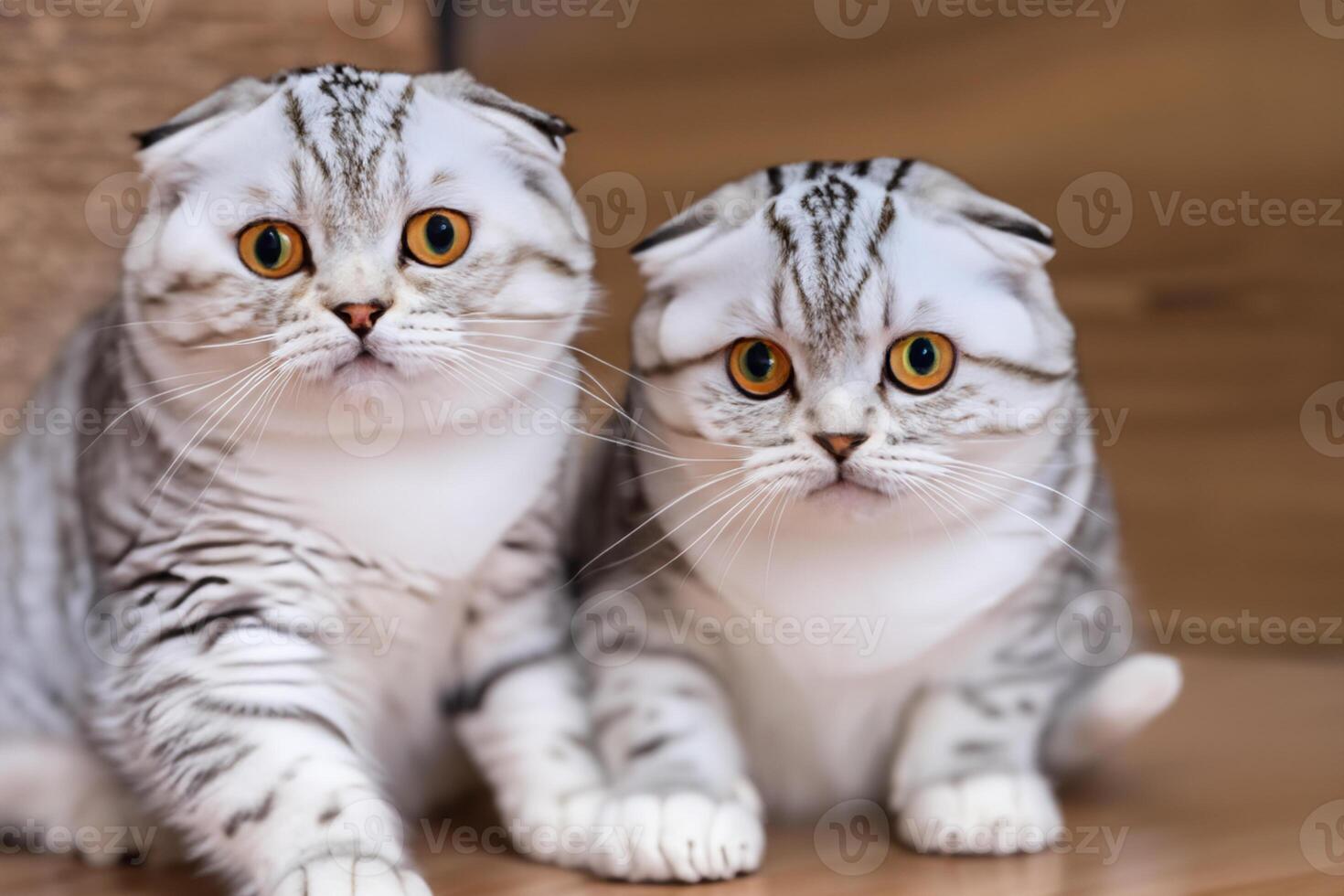 Twin Whiskered Elegance Capturing the Beauty of Beautiful Twin Whiskered Scottish Fold Expression, A Portrait of Feline Grace and Charm photo