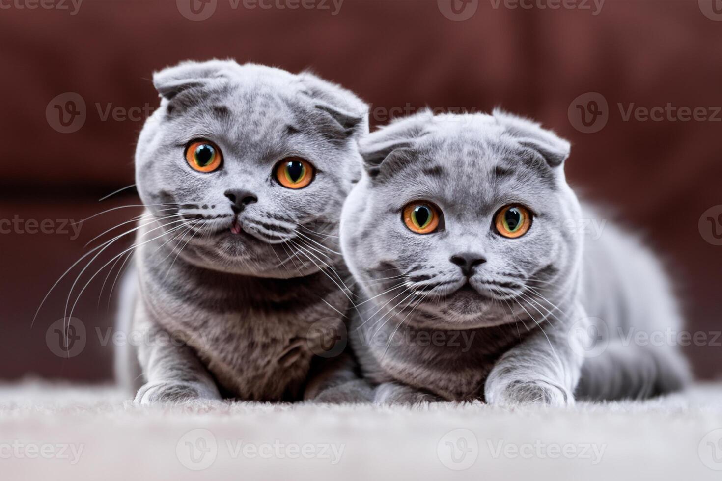Twin Whiskered Elegance Capturing the Beauty of Beautiful Twin Whiskered Scottish Fold Expression, A Portrait of Feline Grace and Charm photo
