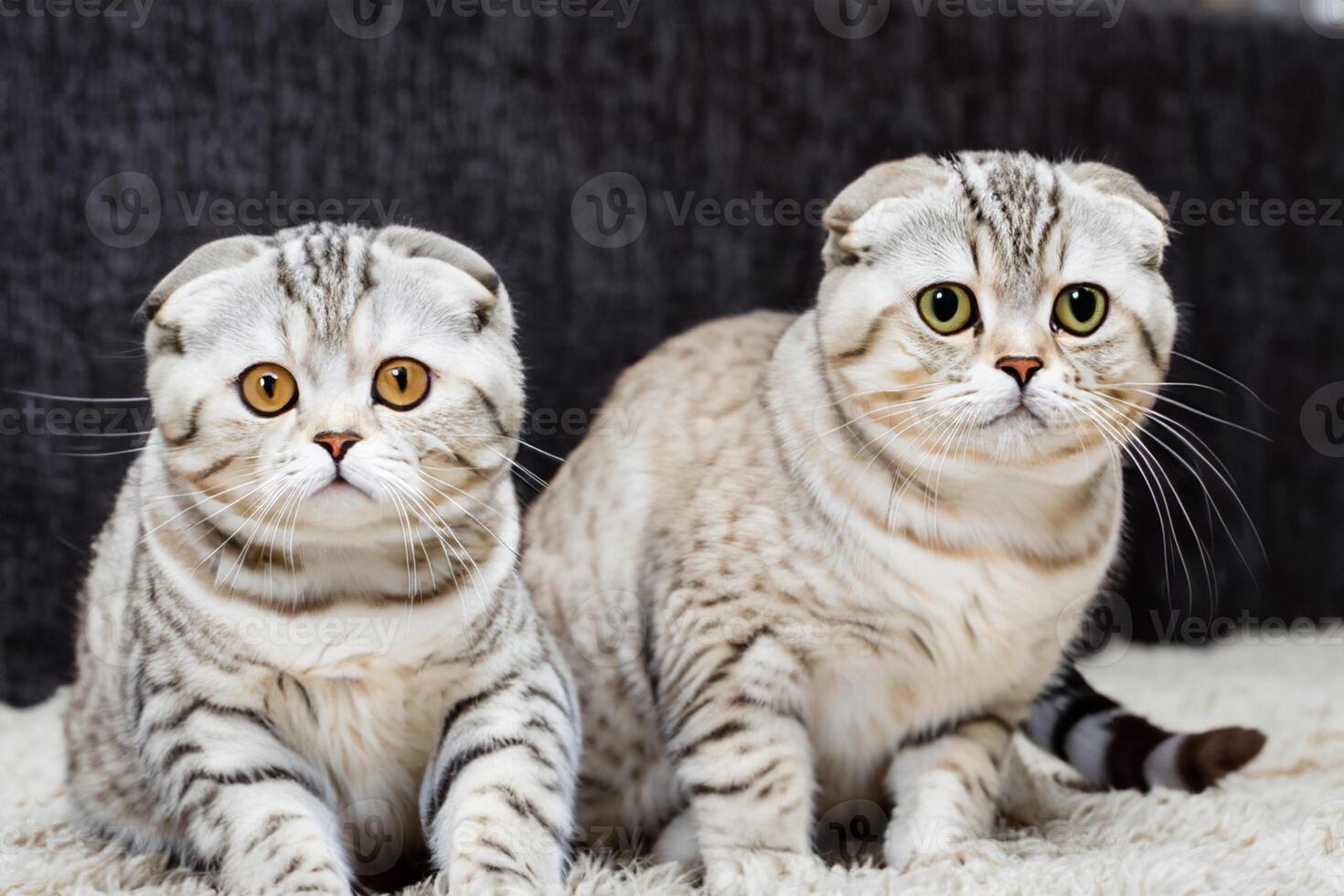 Twin Whiskered Elegance Capturing the Beauty of Beautiful Twin Whiskered Scottish Fold Expression, A Portrait of Feline Grace and Charm photo