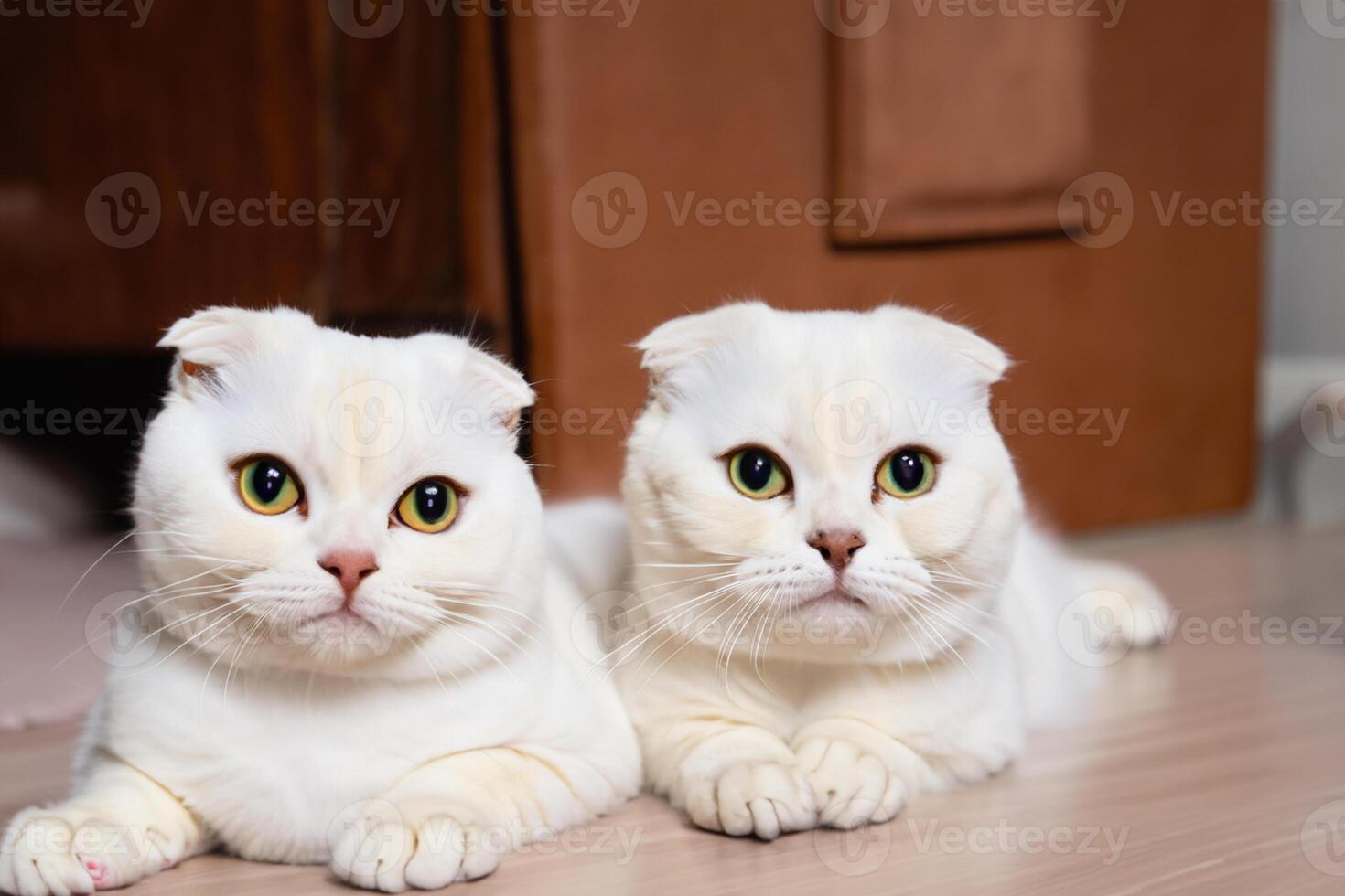 Twin Whiskered Elegance Capturing the Beauty of Beautiful Twin Whiskered Scottish Fold Expression, A Portrait of Feline Grace and Charm photo