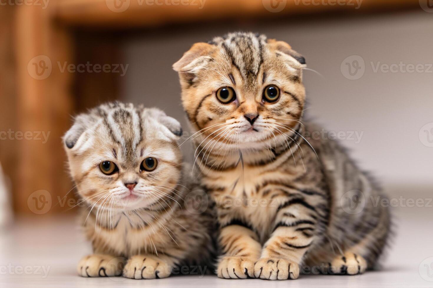 Twin Whiskered Elegance Capturing the Beauty of Beautiful Twin Whiskered Scottish Fold Expression, A Portrait of Feline Grace and Charm photo