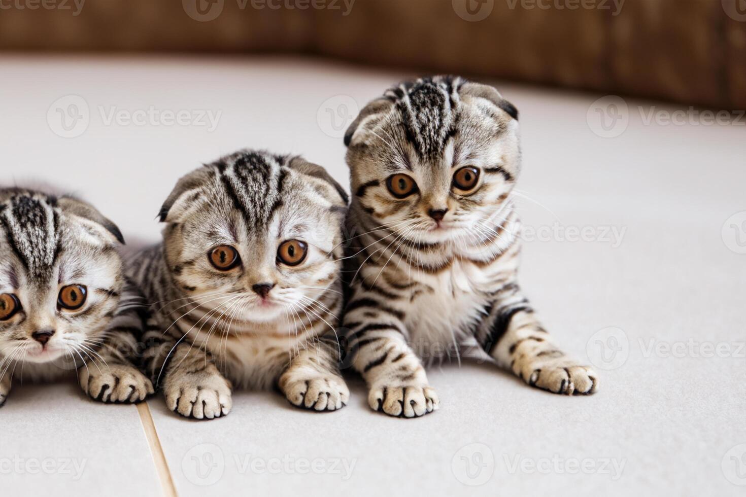 Twin Whiskered Elegance Capturing the Beauty of Beautiful Twin Whiskered Scottish Fold Expression, A Portrait of Feline Grace and Charm photo