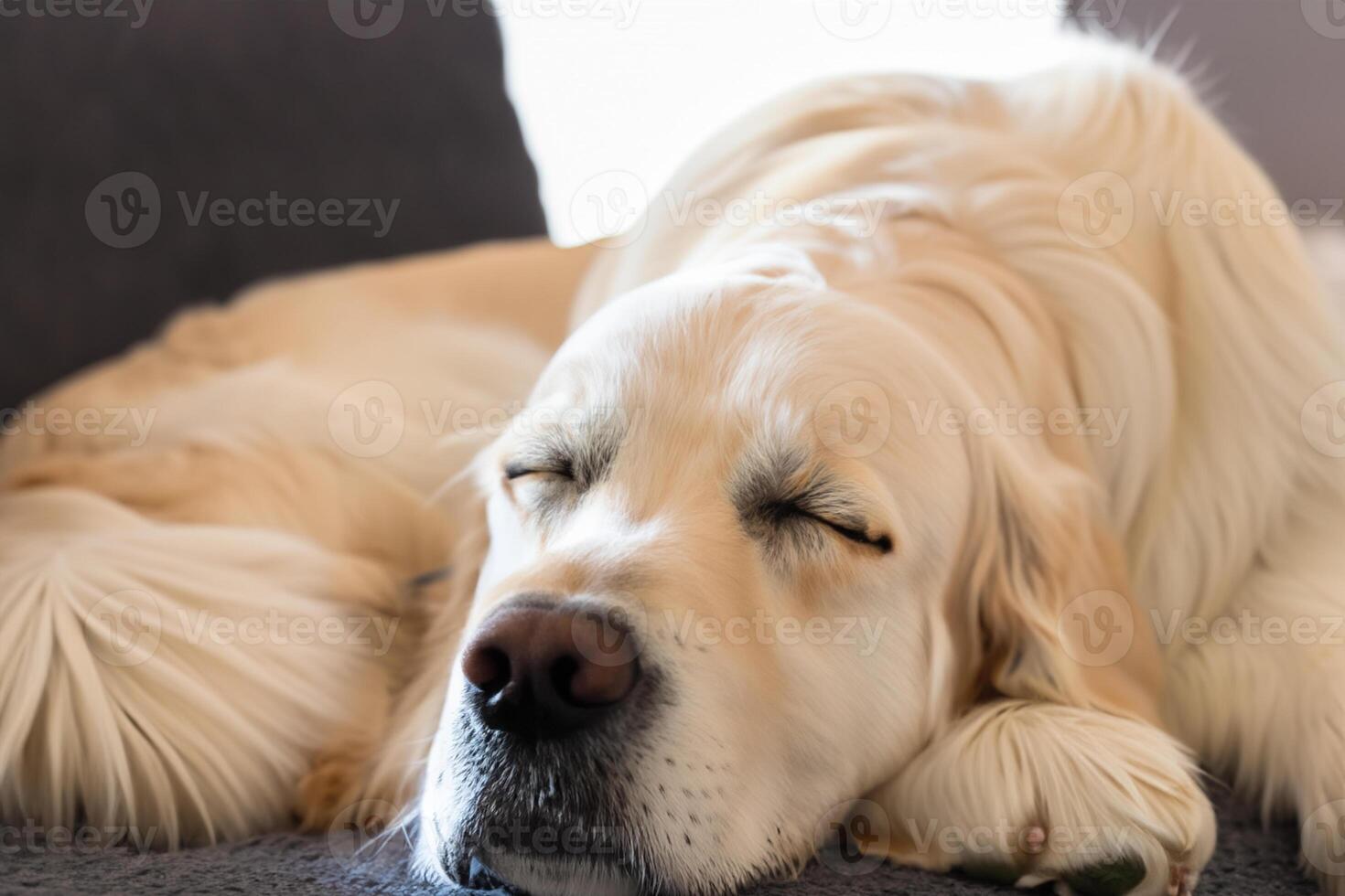 Capturing the Heartwarming Expression of a Beautiful Golden Retriever Dog, A Picture of Unconditional Love and Joyful Companionship photo