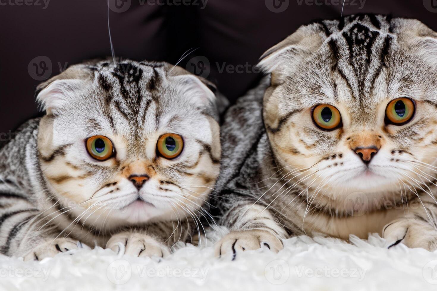 Twin Whiskered Elegance Capturing the Beauty of Beautiful Twin Whiskered Scottish Fold Expression, A Portrait of Feline Grace and Charm photo
