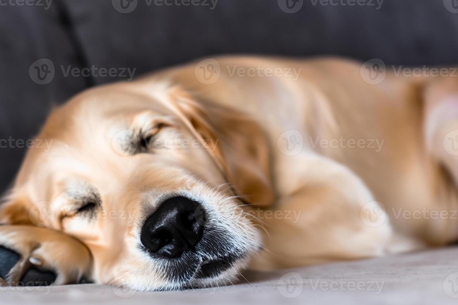 Capturing the Heartwarming Expression of a Beautiful Golden Retriever Dog, A Picture of Unconditional Love and Joyful Companionship photo