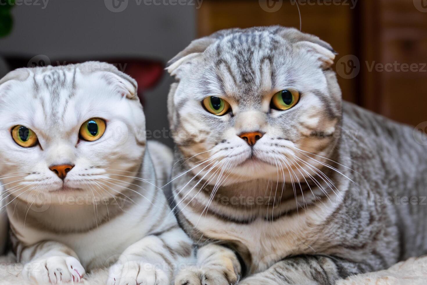 Twin Whiskered Elegance Capturing the Beauty of Beautiful Twin Whiskered Scottish Fold Expression, A Portrait of Feline Grace and Charm photo