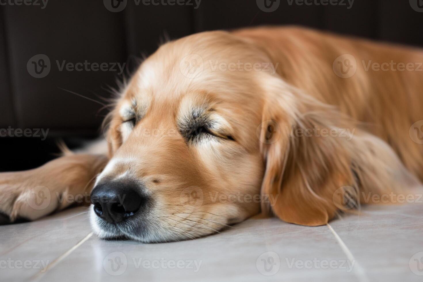 Capturing the Heartwarming Expression of a Beautiful Golden Retriever Dog, A Picture of Unconditional Love and Joyful Companionship photo