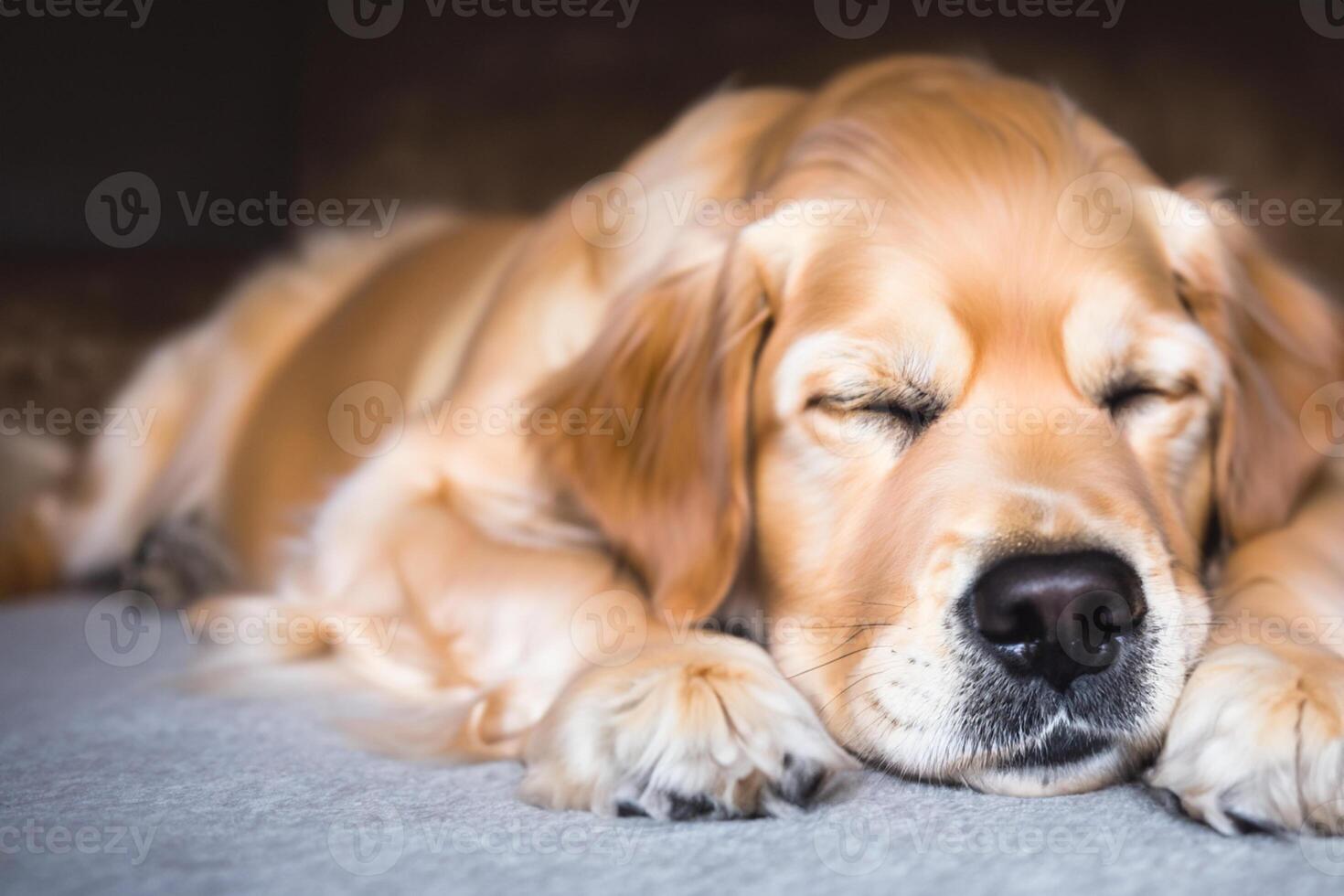 Capturing the Heartwarming Expression of a Beautiful Golden Retriever Dog, A Picture of Unconditional Love and Joyful Companionship photo