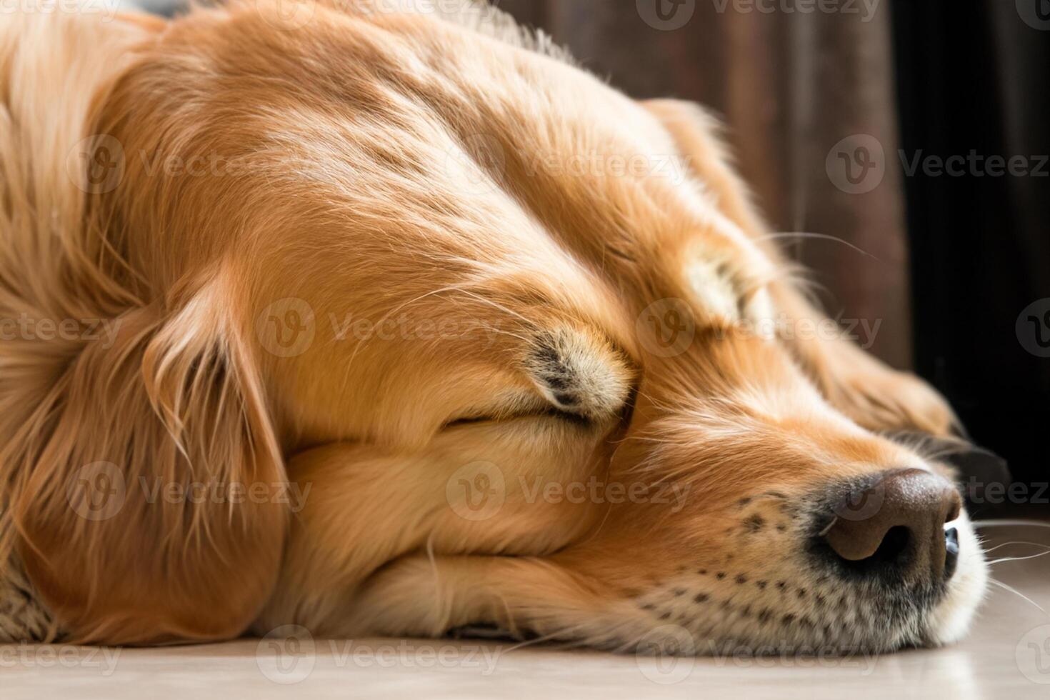 Capturing the Heartwarming Expression of a Beautiful Golden Retriever Dog, A Picture of Unconditional Love and Joyful Companionship photo