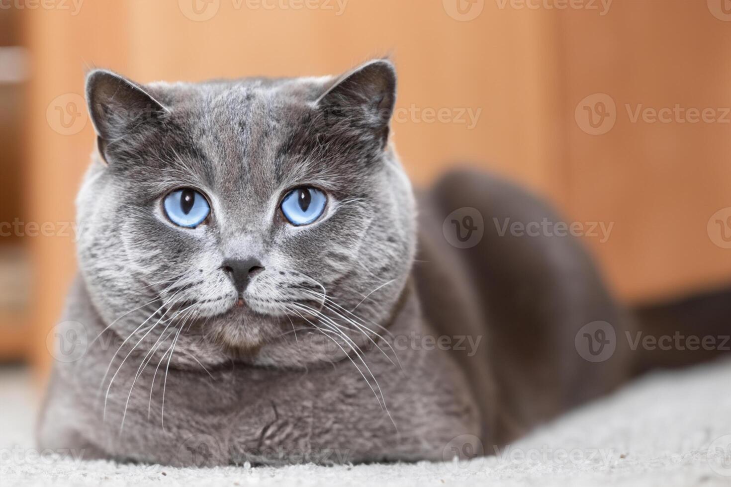 Embracing the Beauty of a Beautiful Cute Whiskered Charm Scottish Fold, Where Playful Elegance and Endearing Whiskers Combine in a Captivating Portrait of Feline Delight, Bringing Joy to Every Heart photo