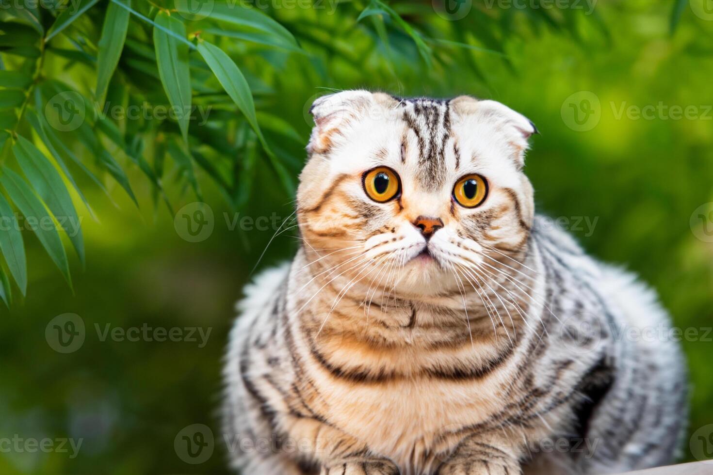Embracing the Beauty of a Beautiful Cute Whiskered Charm Scottish Fold, Where Playful Elegance and Endearing Whiskers Combine in a Captivating Portrait of Feline Delight, Bringing Joy to Every Heart photo