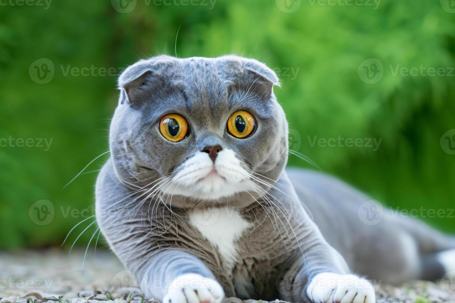 Embracing the Beauty of a Beautiful Cute Whiskered Charm Scottish Fold, Where Playful Elegance and Endearing Whiskers Combine in a Captivating Portrait of Feline Delight, Bringing Joy to Every Heart photo