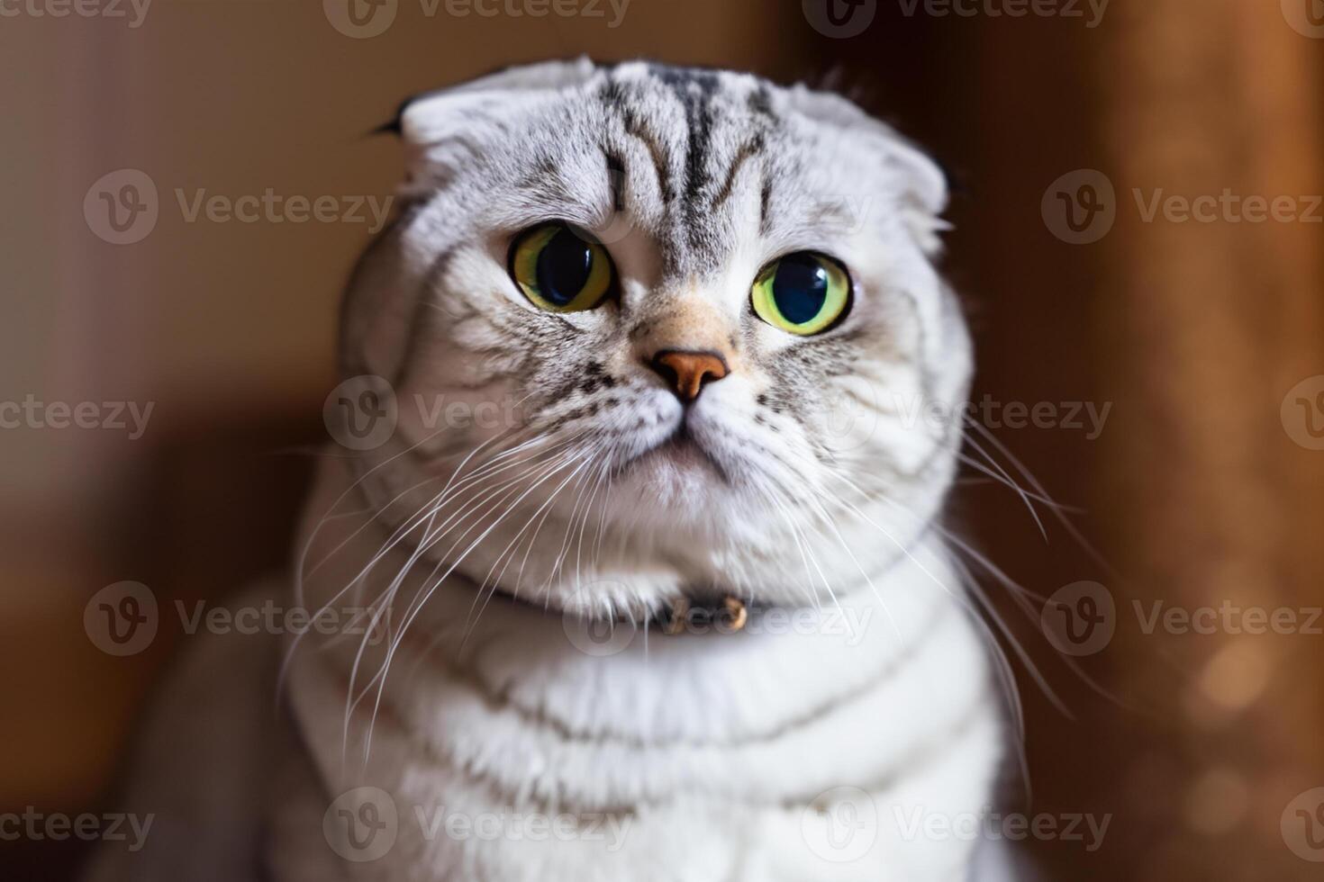 Embracing the Beauty of a Beautiful Cute Whiskered Charm Scottish Fold, Where Playful Elegance and Endearing Whiskers Combine in a Captivating Portrait of Feline Delight, Bringing Joy to Every Heart photo