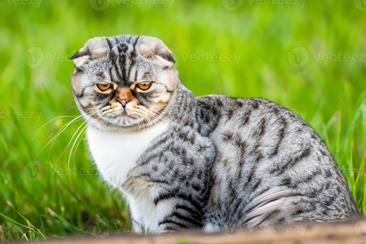 Embracing the Beauty of a Beautiful Cute Whiskered Charm Scottish Fold, Where Playful Elegance and Endearing Whiskers Combine in a Captivating Portrait of Feline Delight, Bringing Joy to Every Heart photo